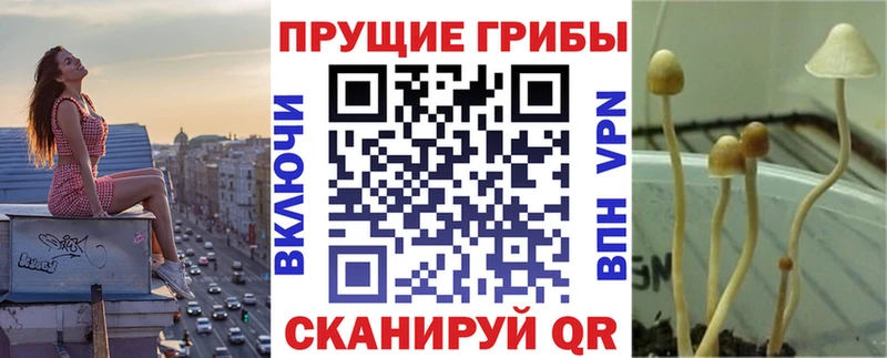 Купить закладки  Белоозёрский  Псилоцибиновые грибы Cubensis 